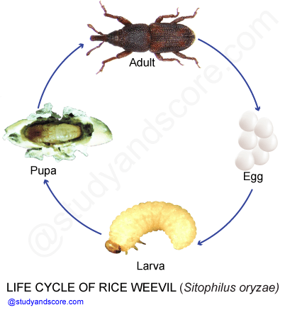 Rice weevil, sitophilus oryzae,life cycle of sitophillus